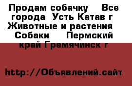 Продам собачку  - Все города, Усть-Катав г. Животные и растения » Собаки   . Пермский край,Гремячинск г.